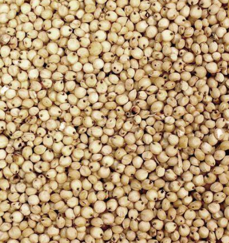wholesale-exporters-grain-sorghum-seed-available-in-bulk-or-custom-packaging-for-sale-big-0